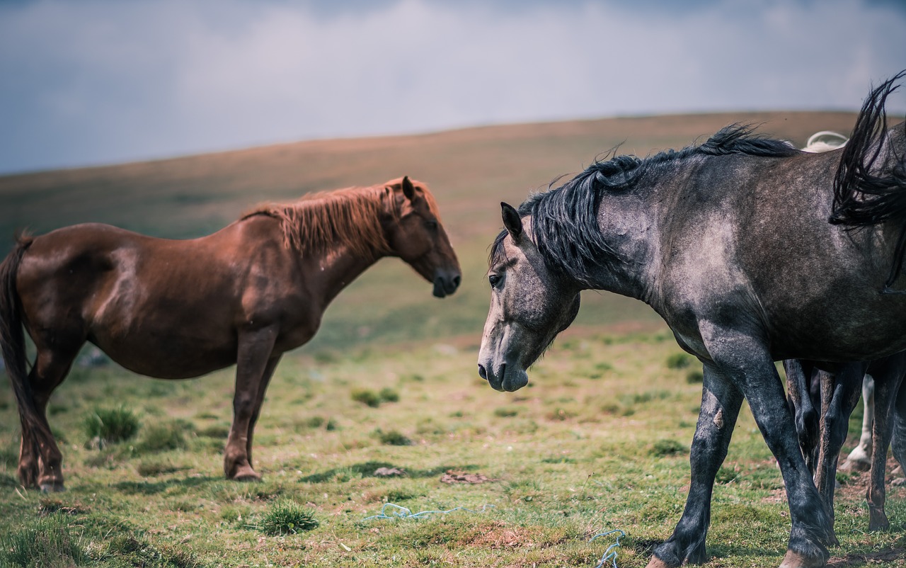 Image - animals equine farm field grass