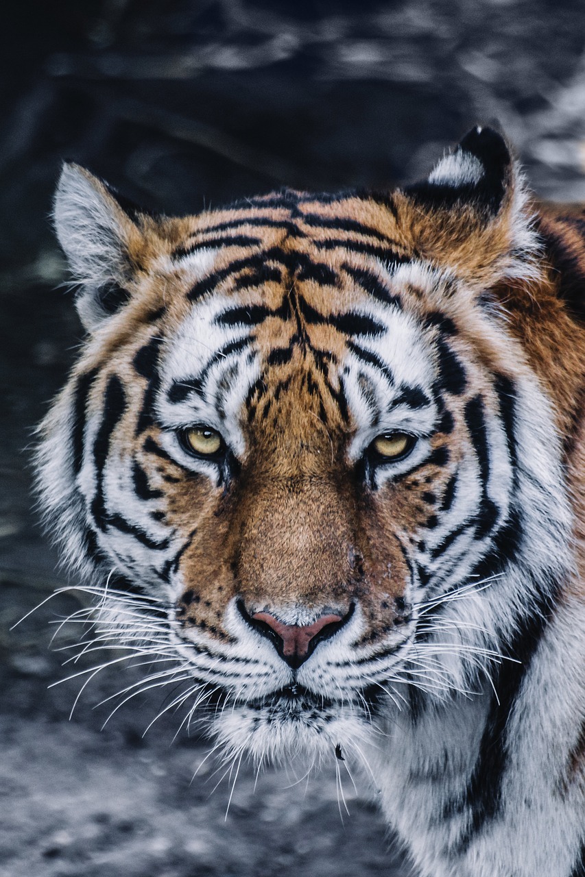 Image - animal big cat close up feline