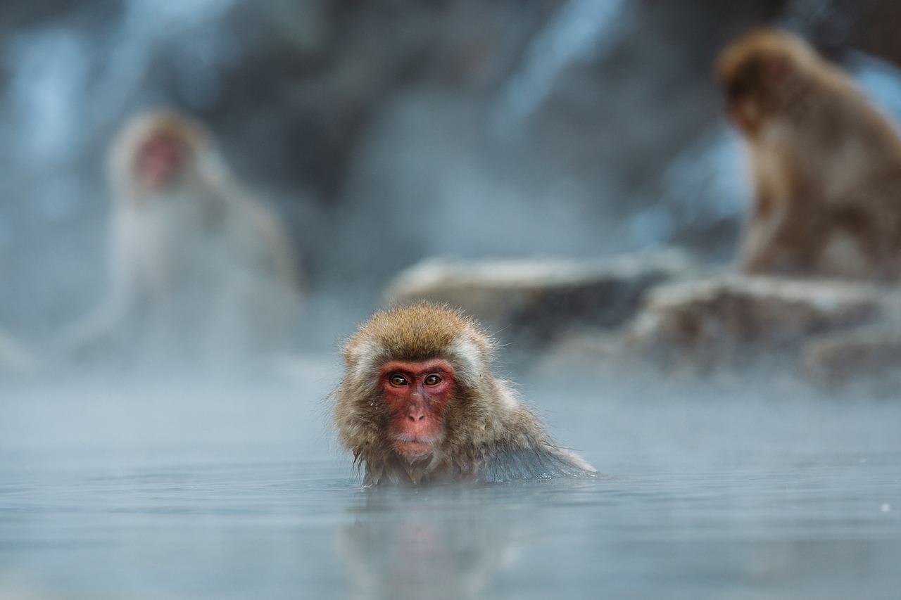 Image - animals macaque macro monkeys