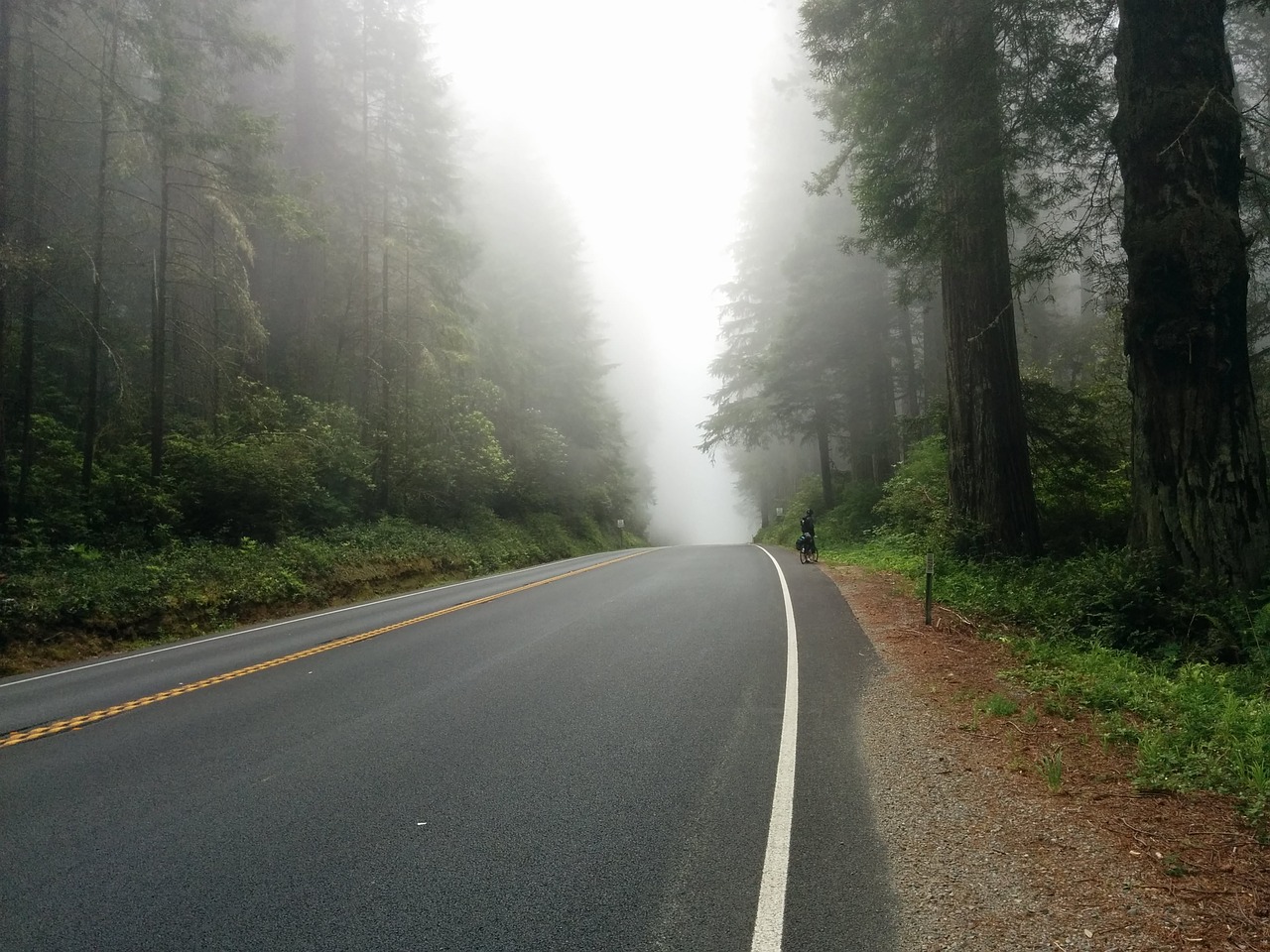 Image - asphalt drive fog foggy foliage