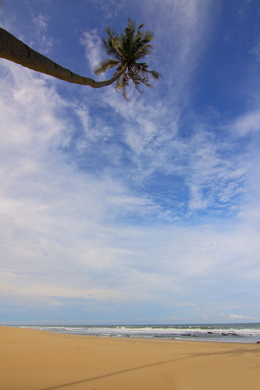 Image - beach clouds coconut tree daylight