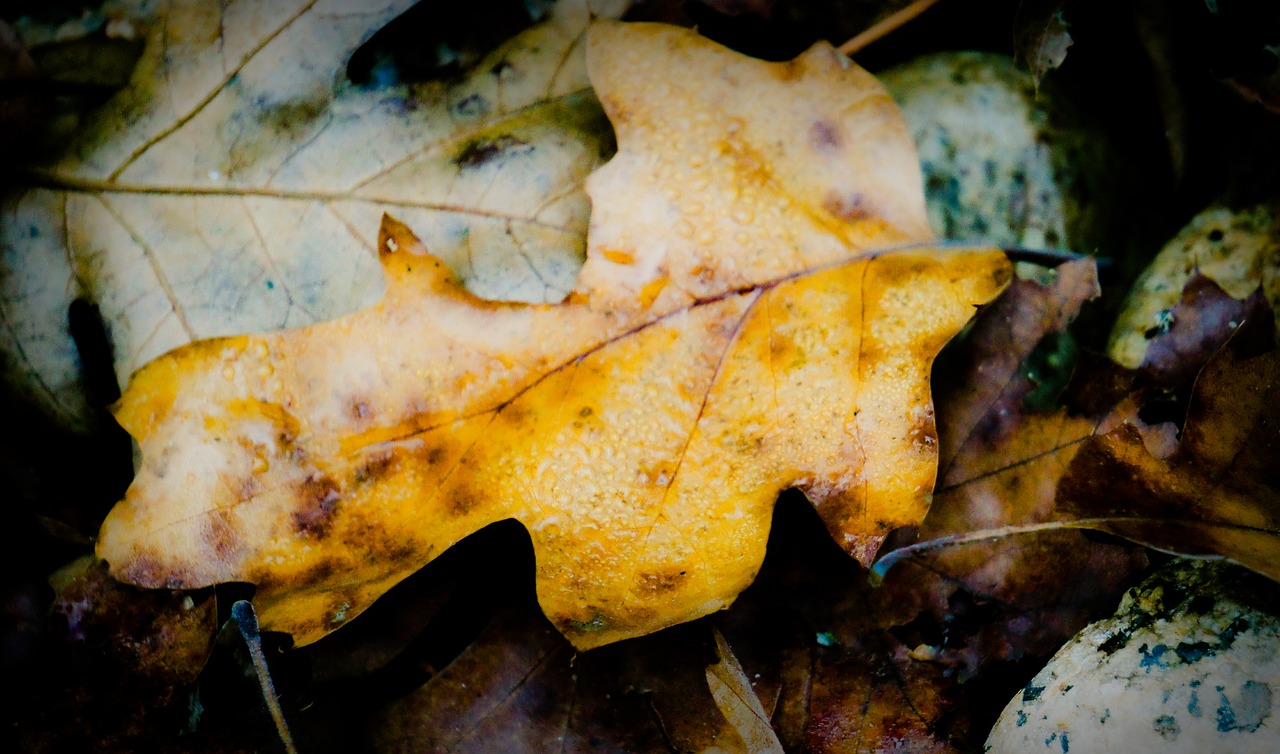 Image - fall forrest leaf winter yellow