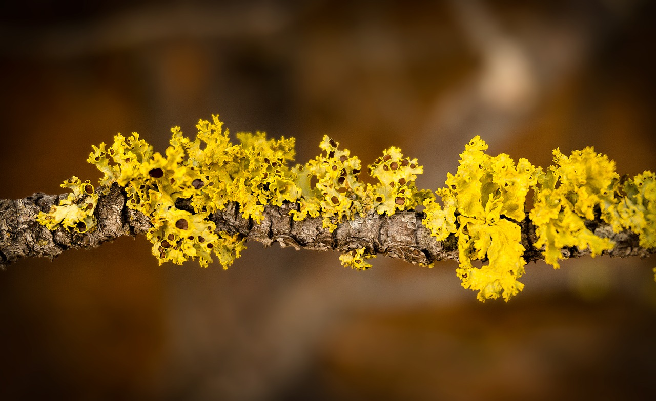 Image - algae branch moss yellow