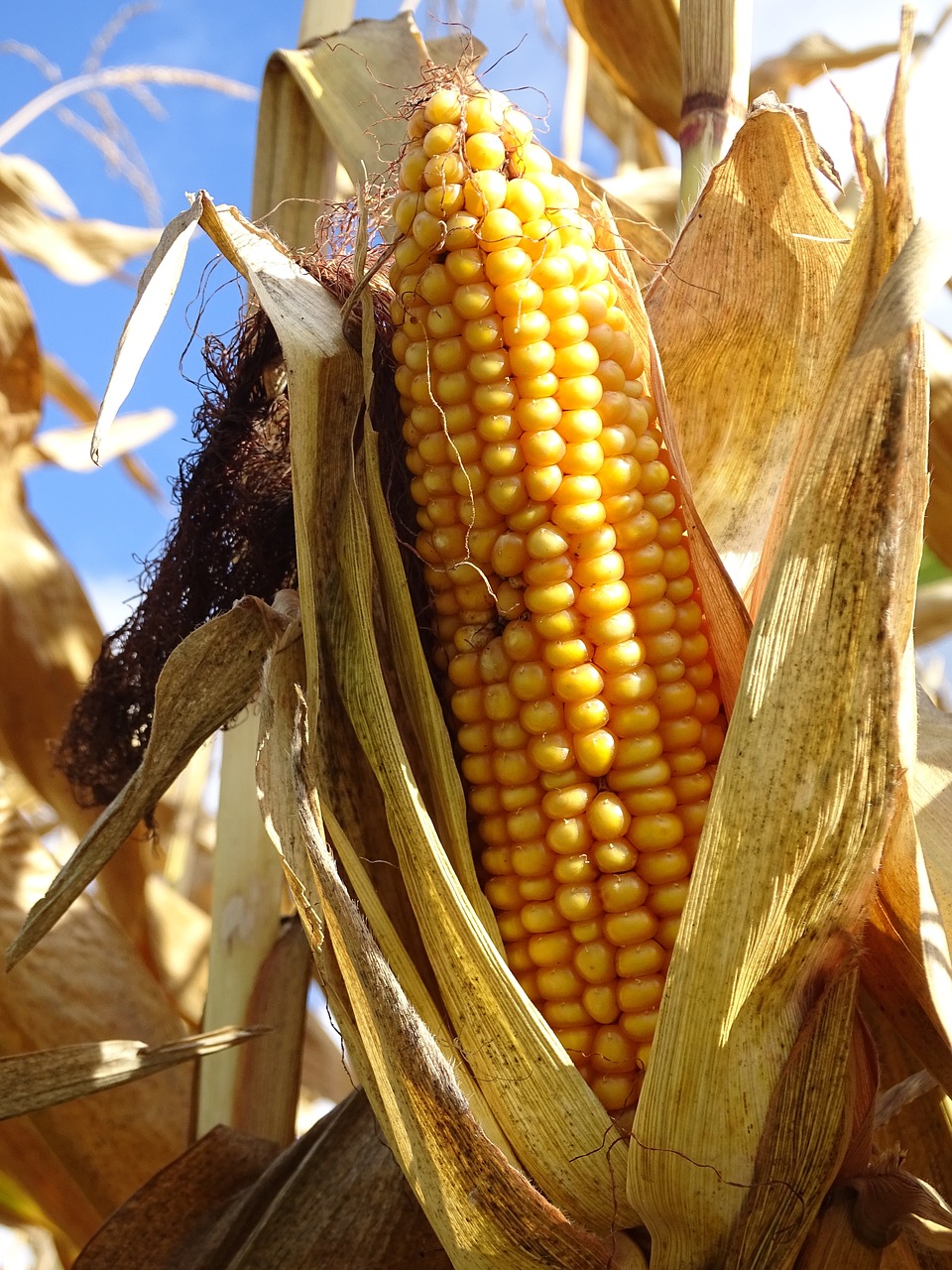 Image - corn corn on the cob vegetables