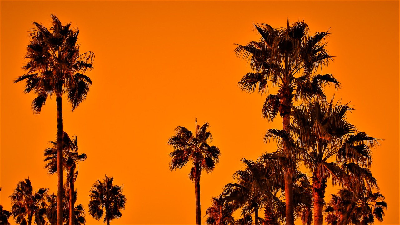 Image - palm trees sunset sky exotic