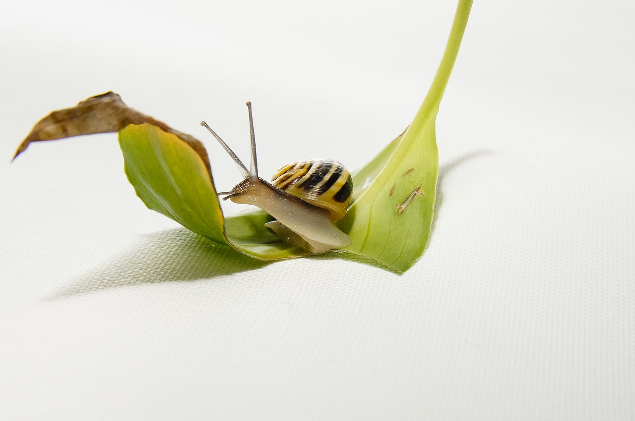 Image - snail leaf brown home shell