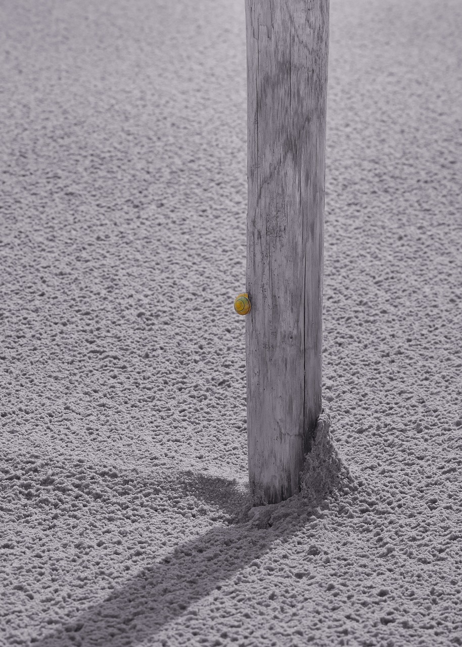 Image - pile wind sand snail animal
