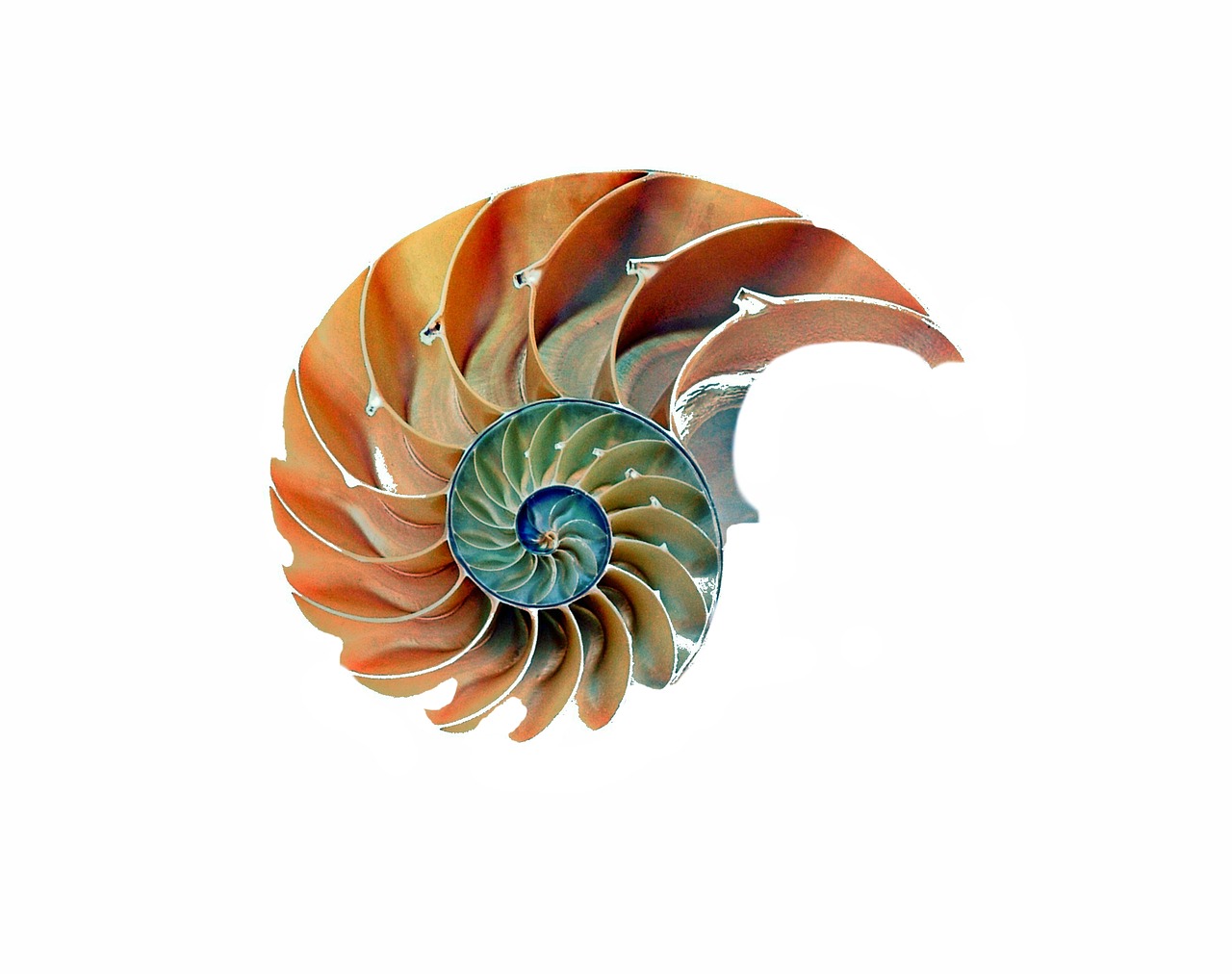 Image - shell snail nautilus snail shell