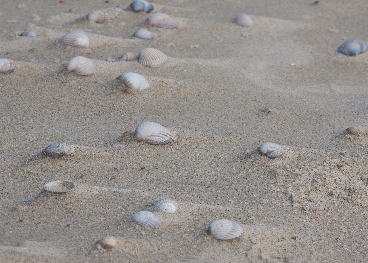 Image - mussels sand windspiel nature