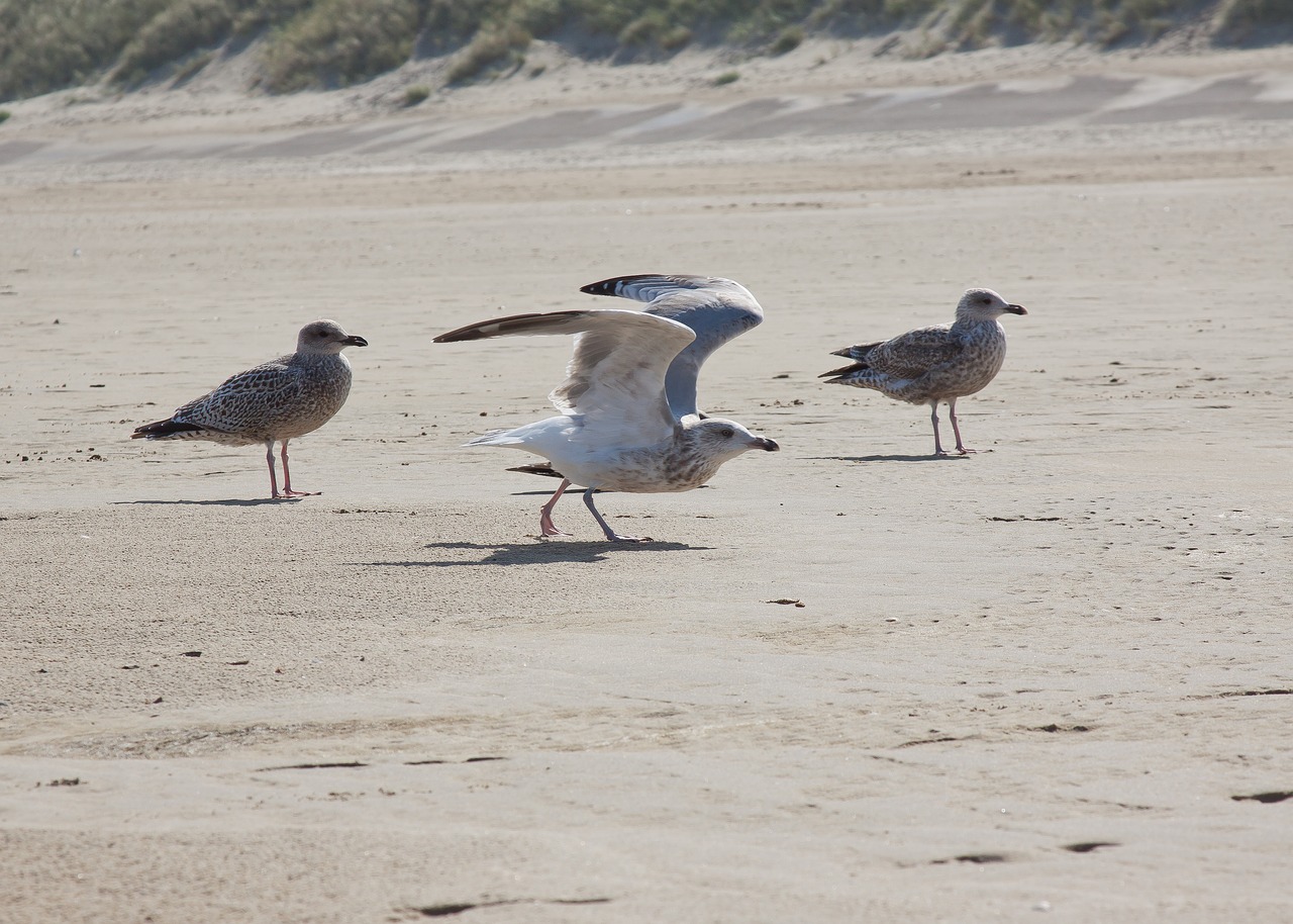 Image - gulls fly escape water sea sand