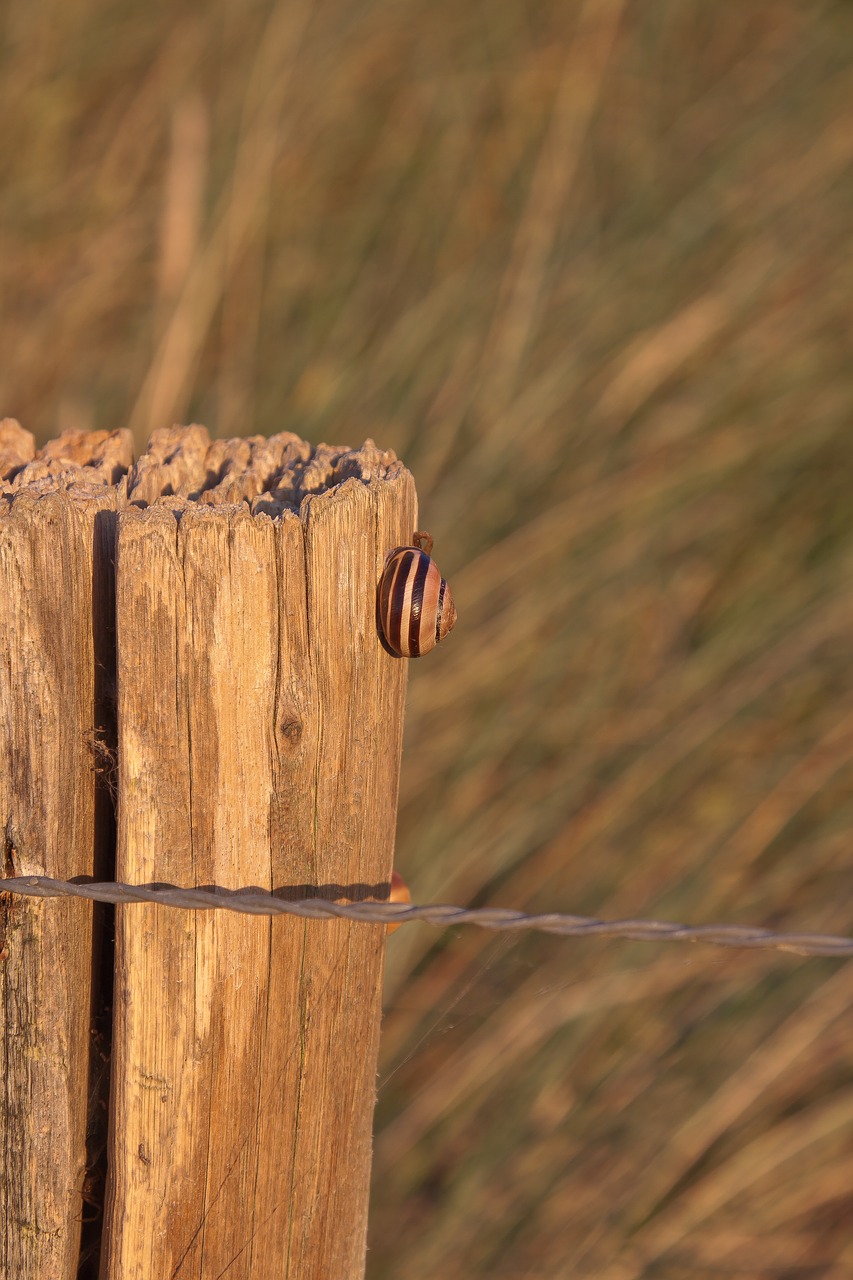 Image - snail pile grass mood wire nature