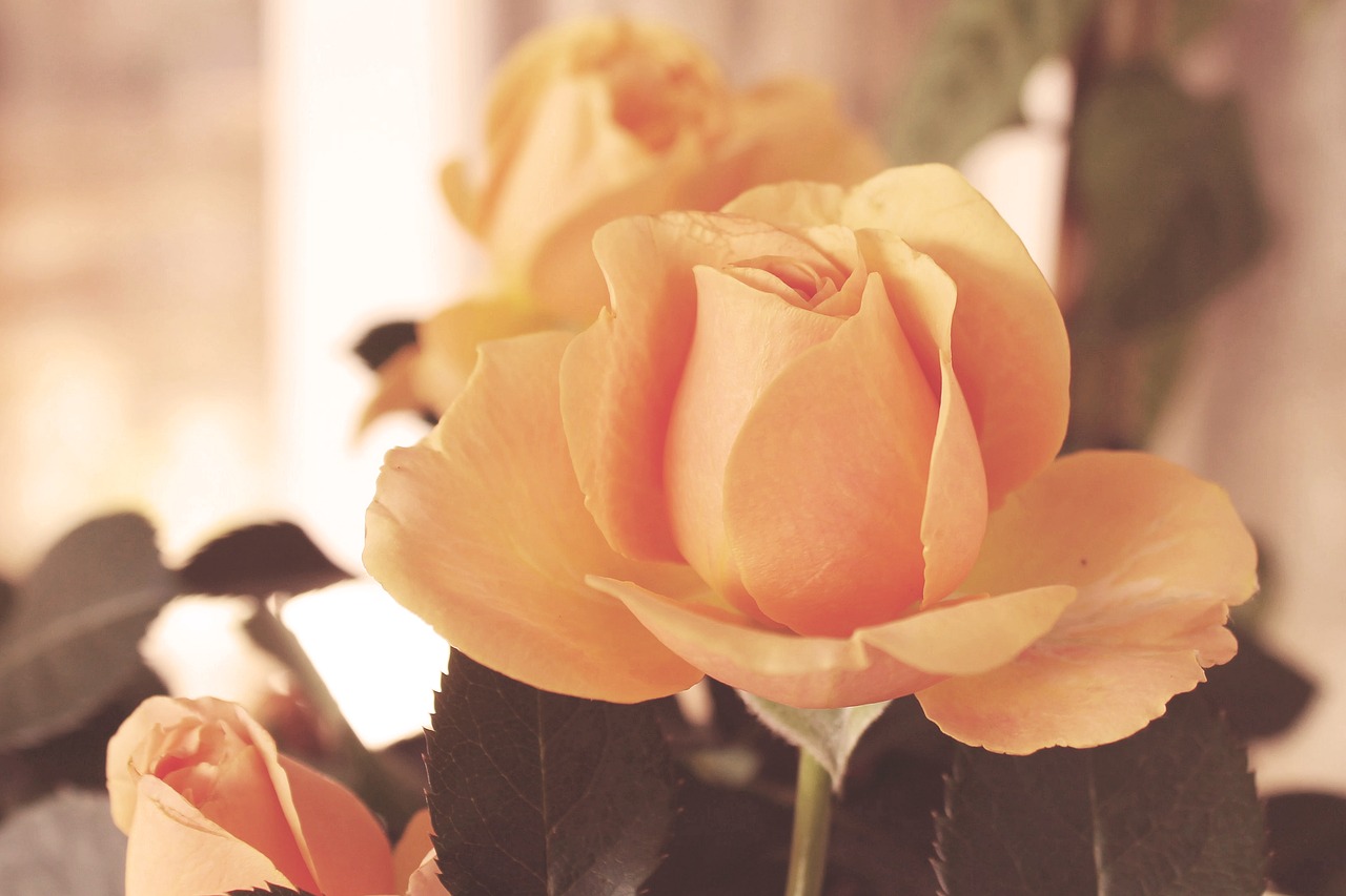 Image - vintage blossom bloom flowers