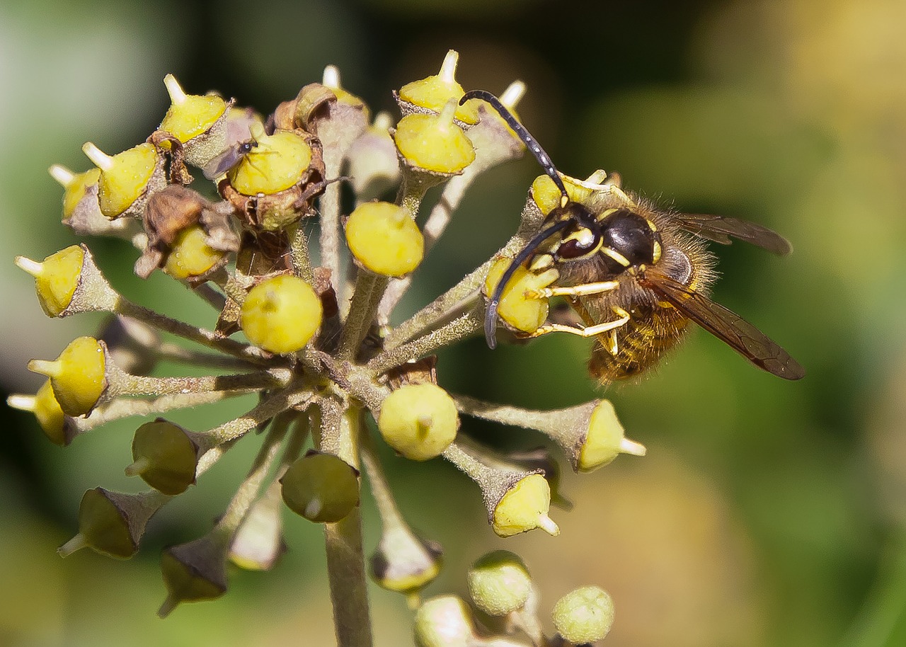 Image - wasp blossom bloom ivy late summer