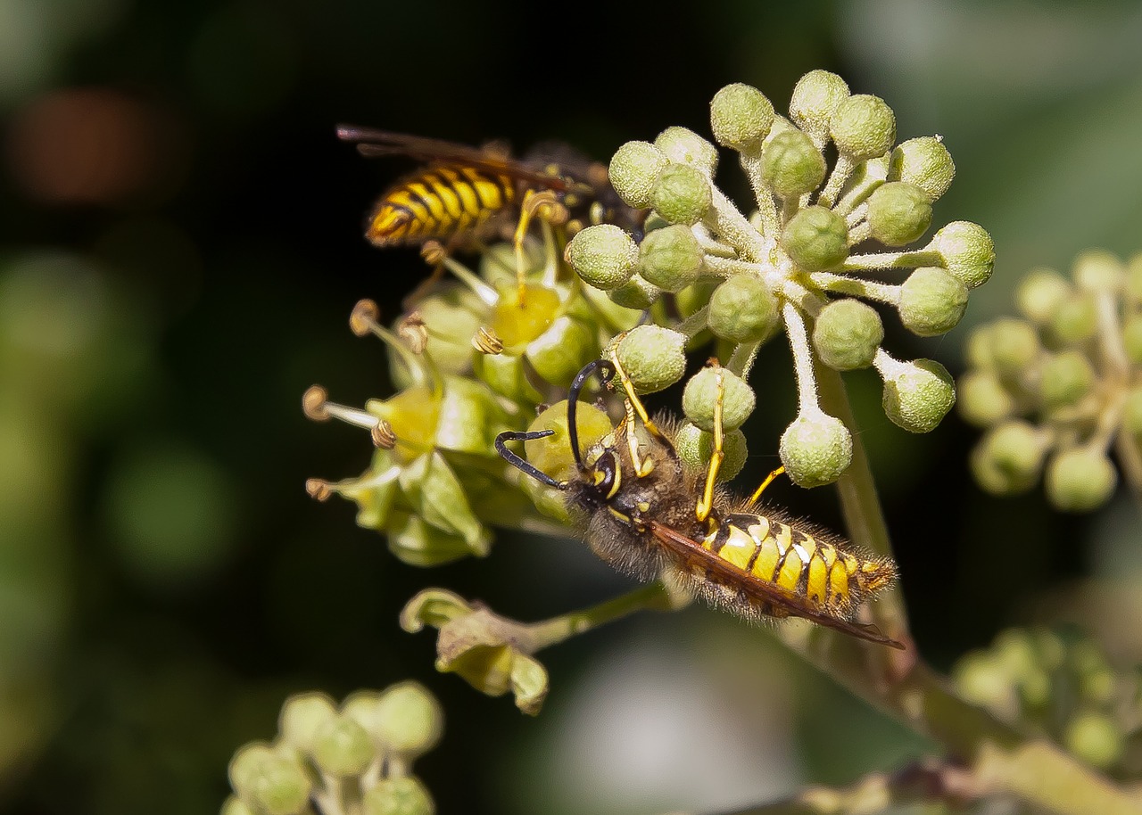 Image - wasp blossom bloom ivy late summer