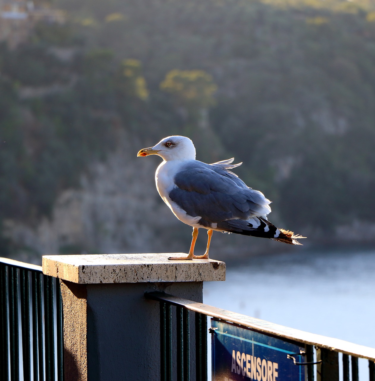 Image - seagull solitary sorrento