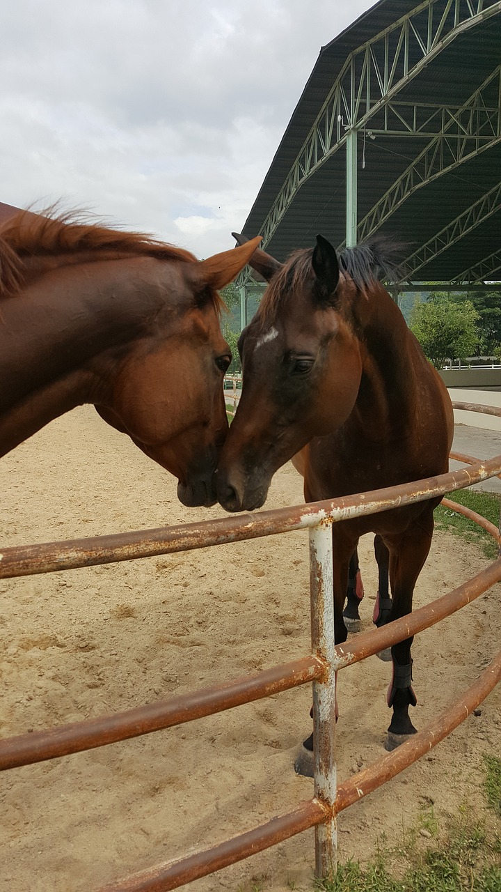 Image - horse love friendship animal brown