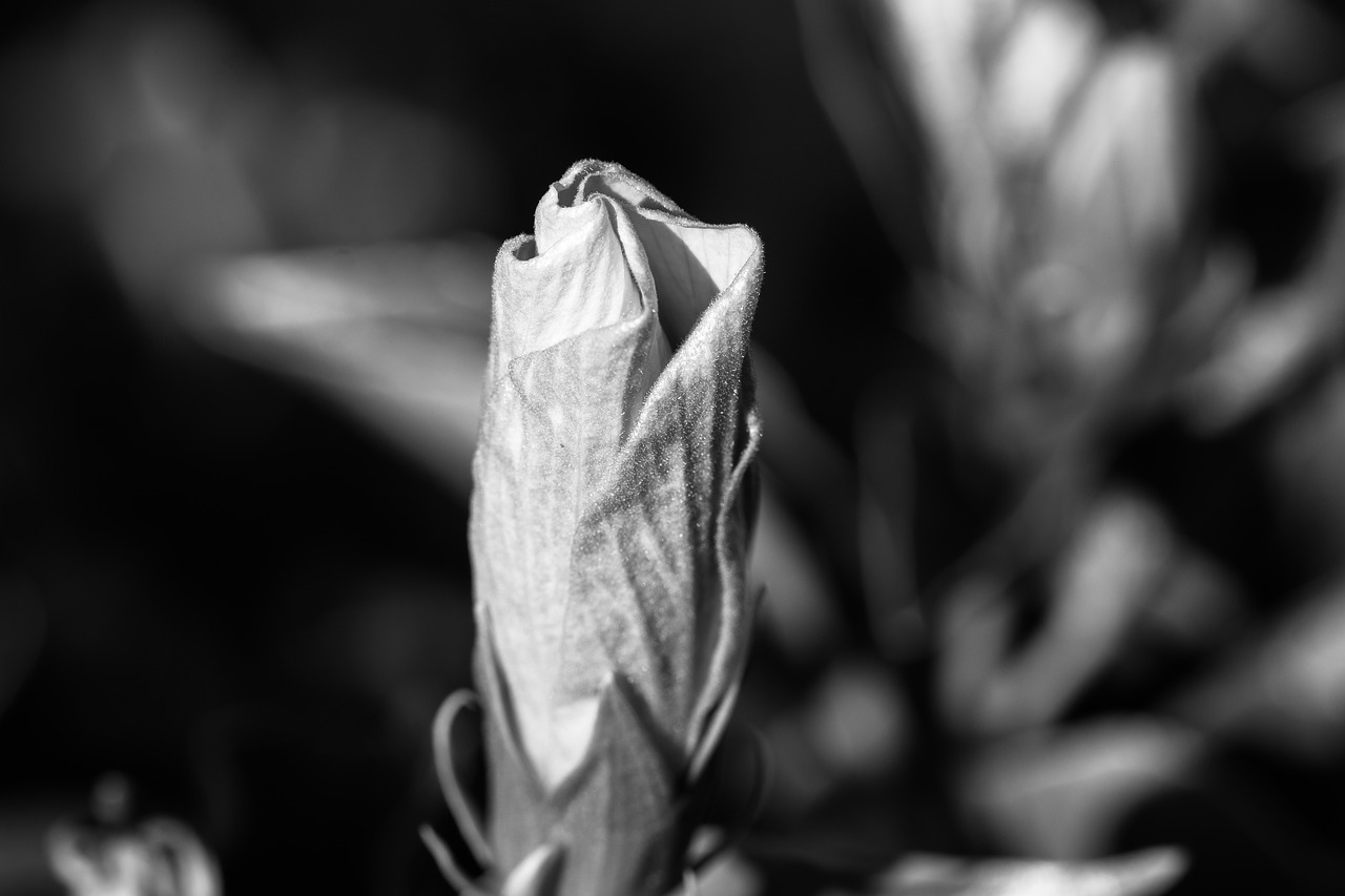 Image - flower thoughtful lonely mourning