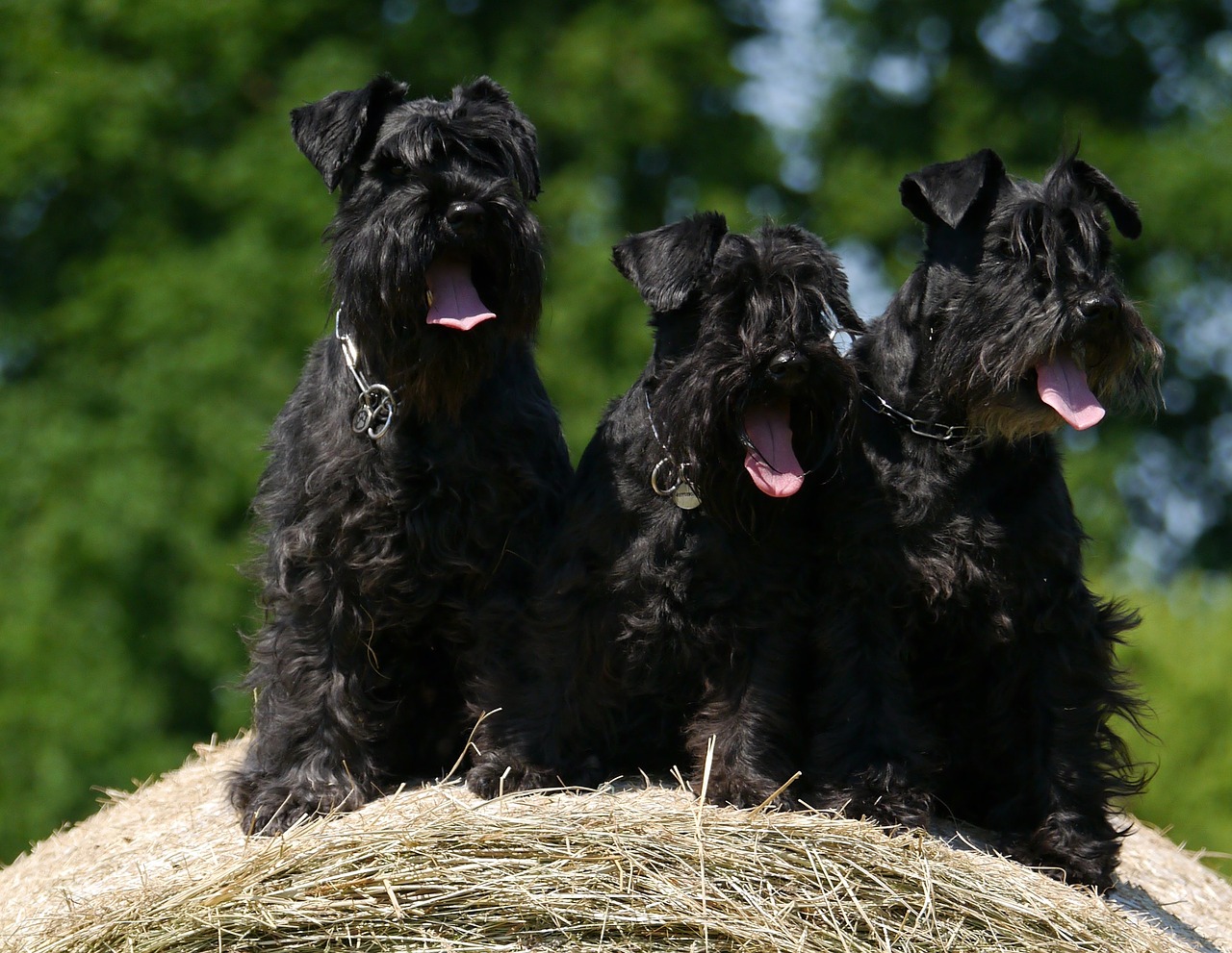 Image - dogs schnauzer hay bales