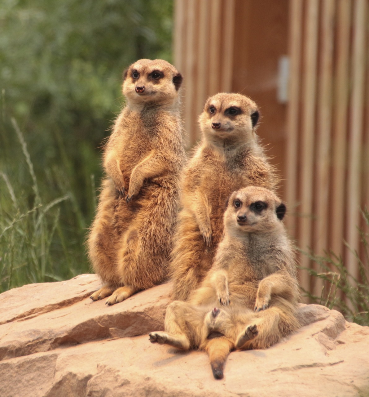 Image - meerkat family zoo animals cute