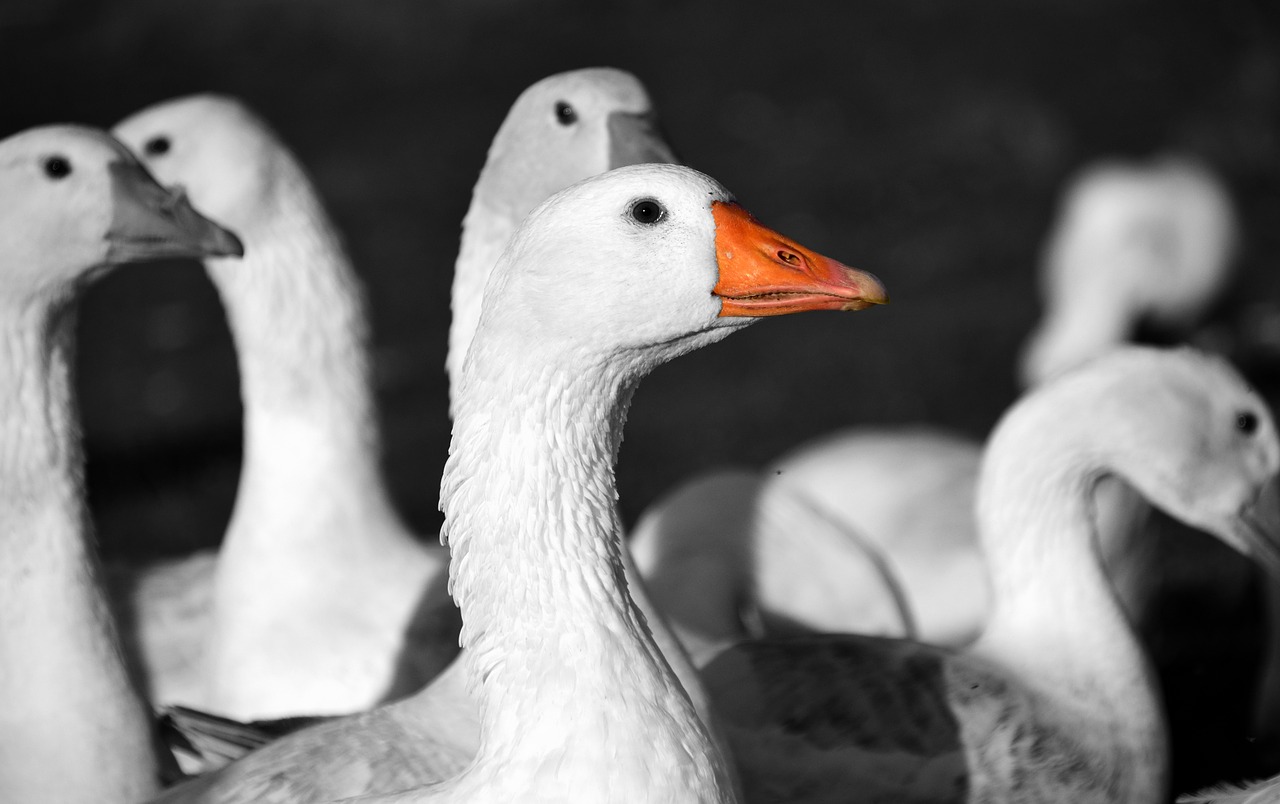 Image - geese st martin s goose goose bird