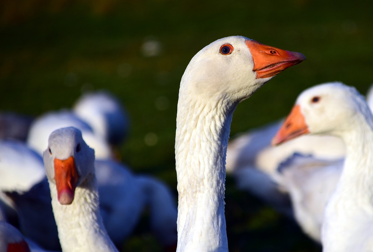 Image - goose st martin s goose bird animal