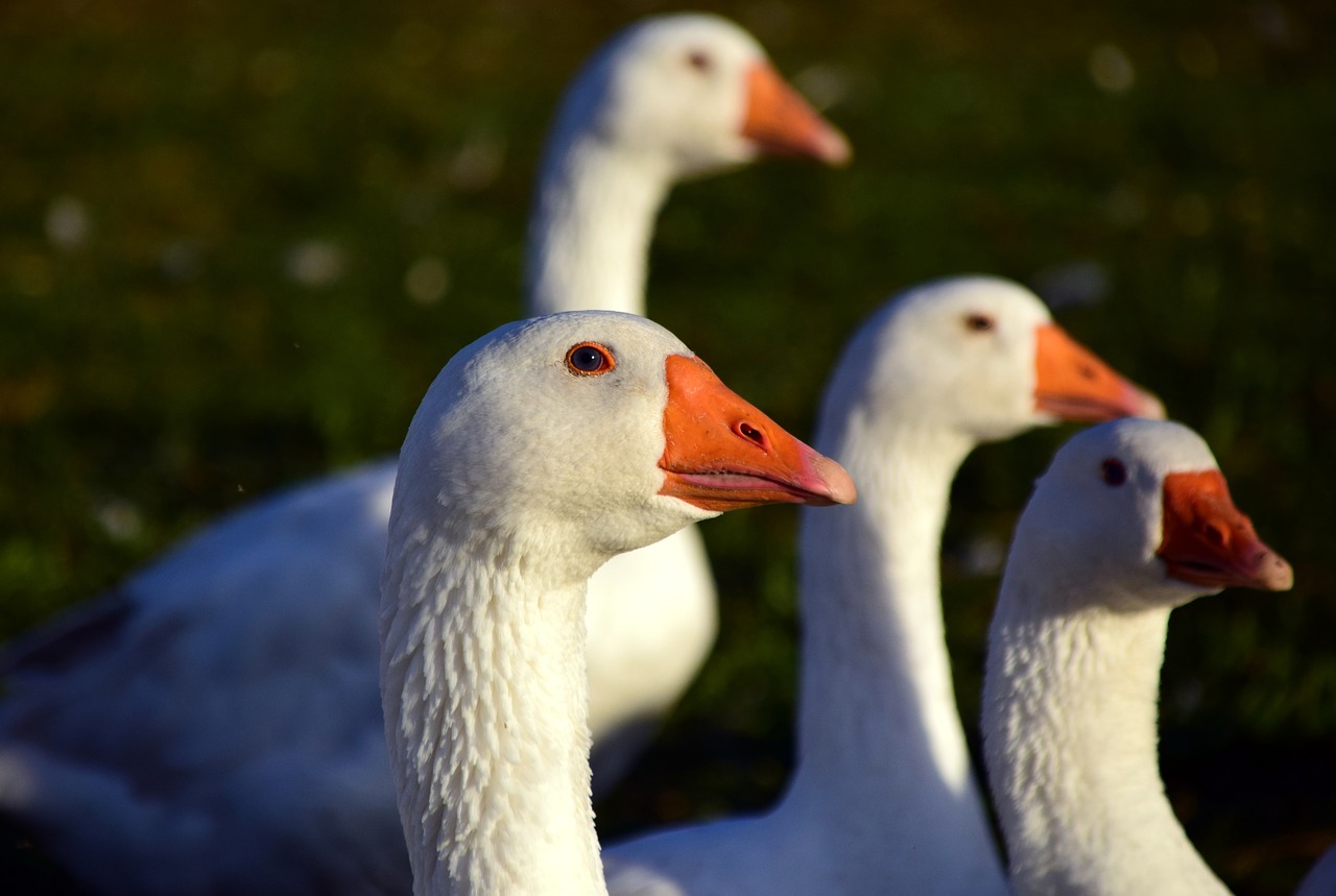Image - goose geese schaar domestic goose