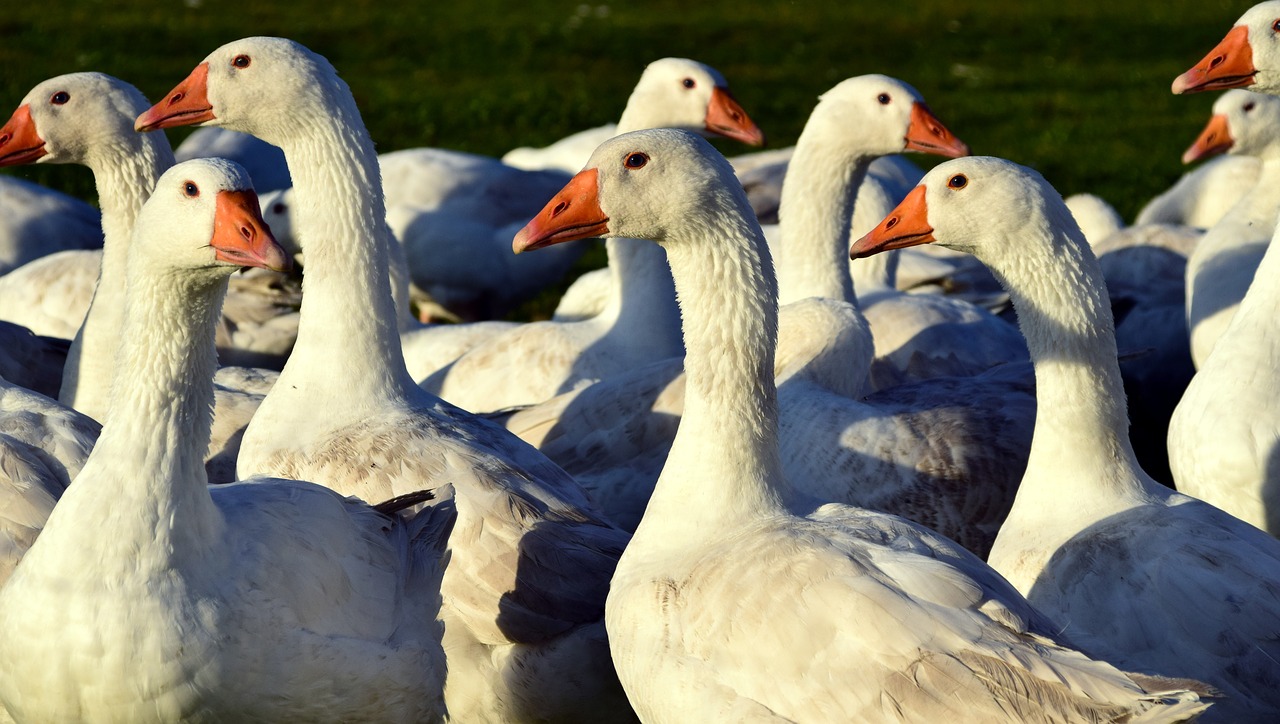 Image - geese geese schaar white water bird