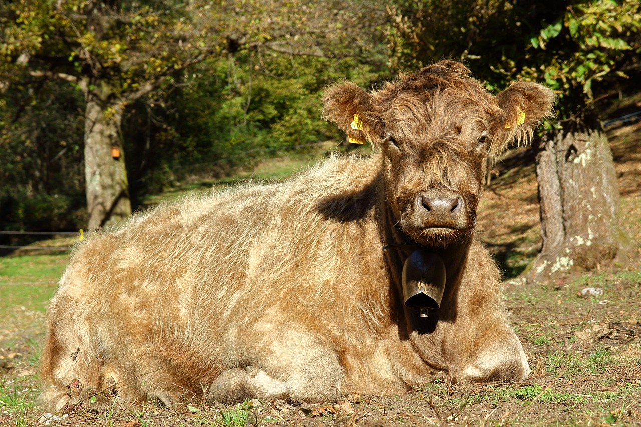 Image - cow beef pasture rest cattle