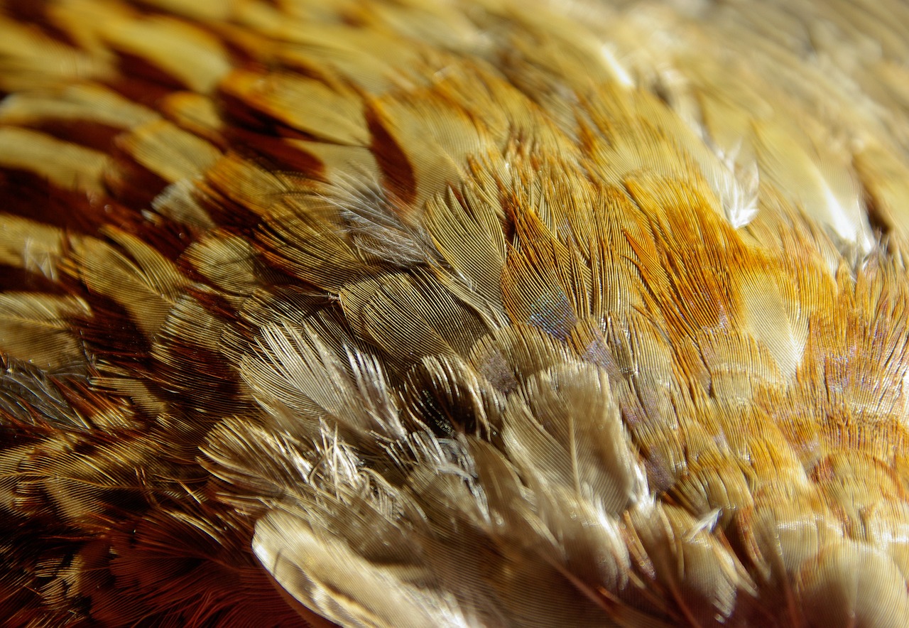 Image - feathers bird pheasant