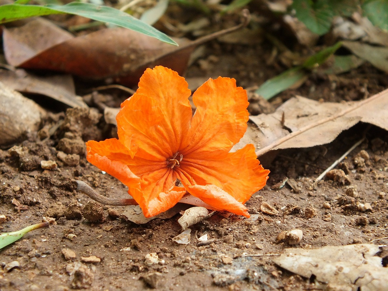 Image - orange flower orange brown green