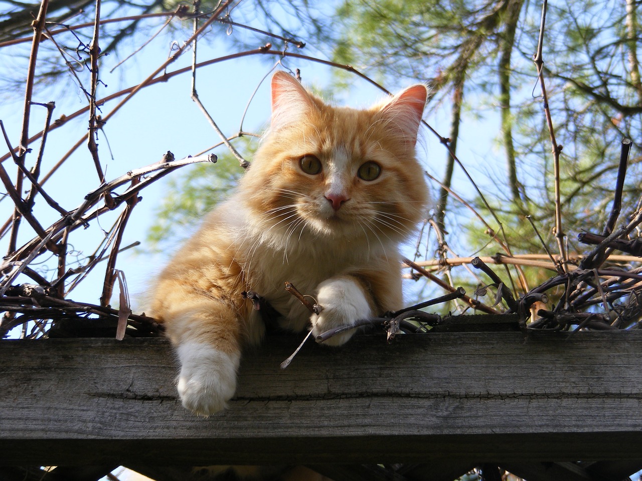 Image - cat striped domestic cute animal