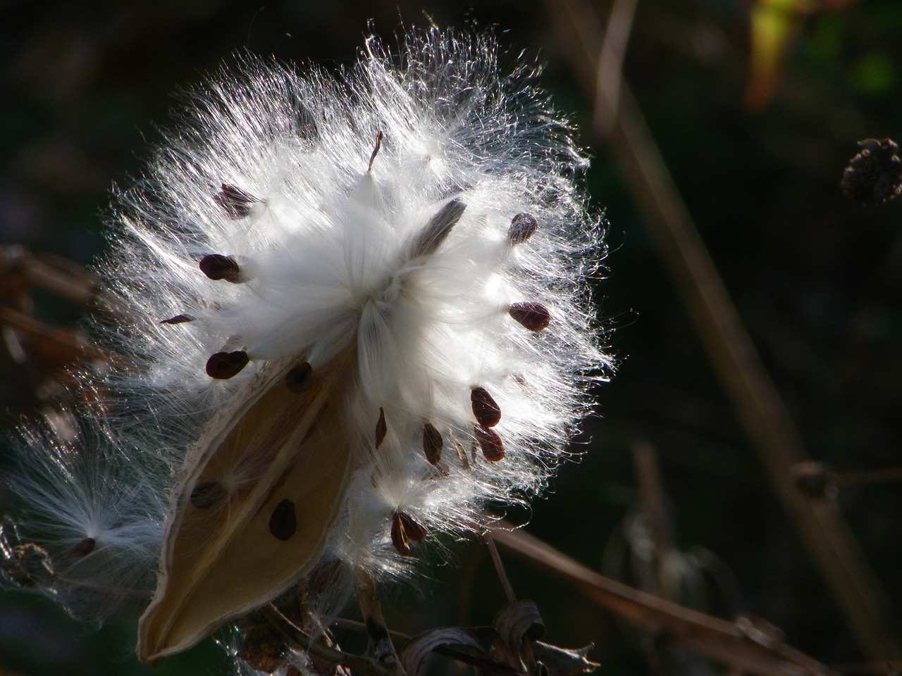 Image - milkweed brown soft light season