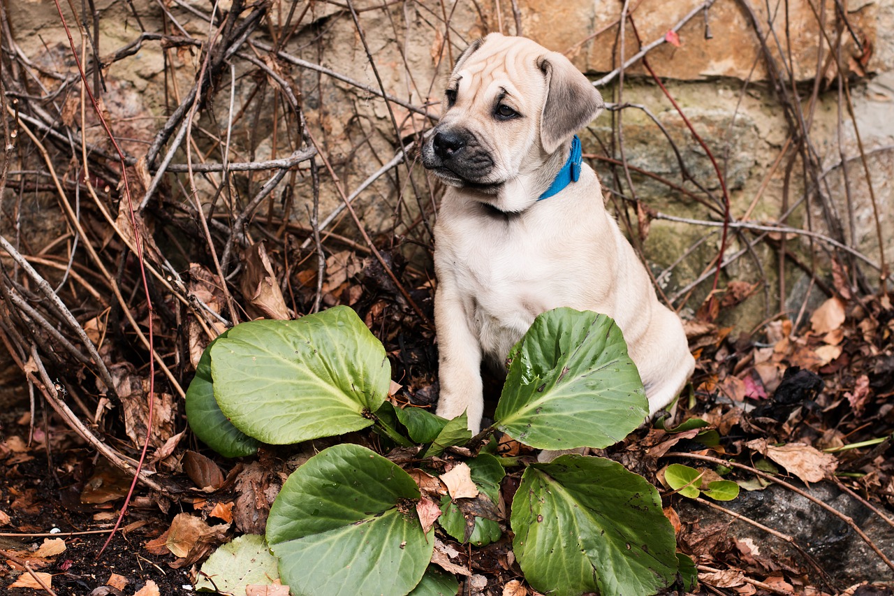 Image - dog puppy ca de bou autumn leaves