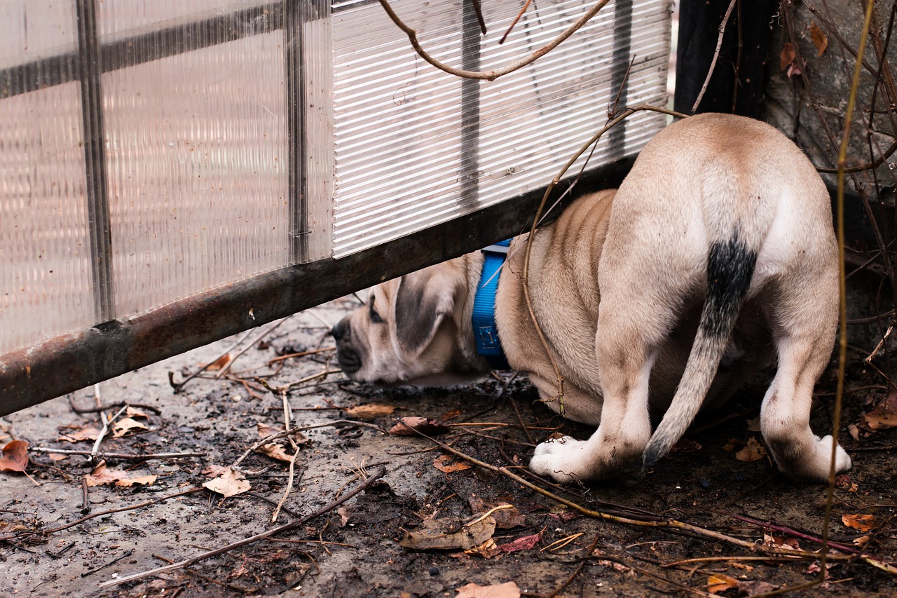 Image - dog puppy ca de bou autumn leaves