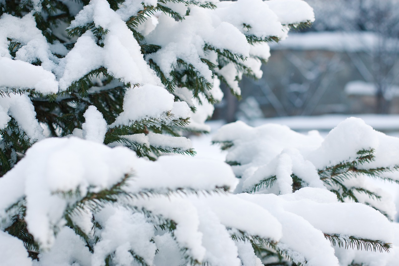 Image - spruce snow snowfall snowdrift
