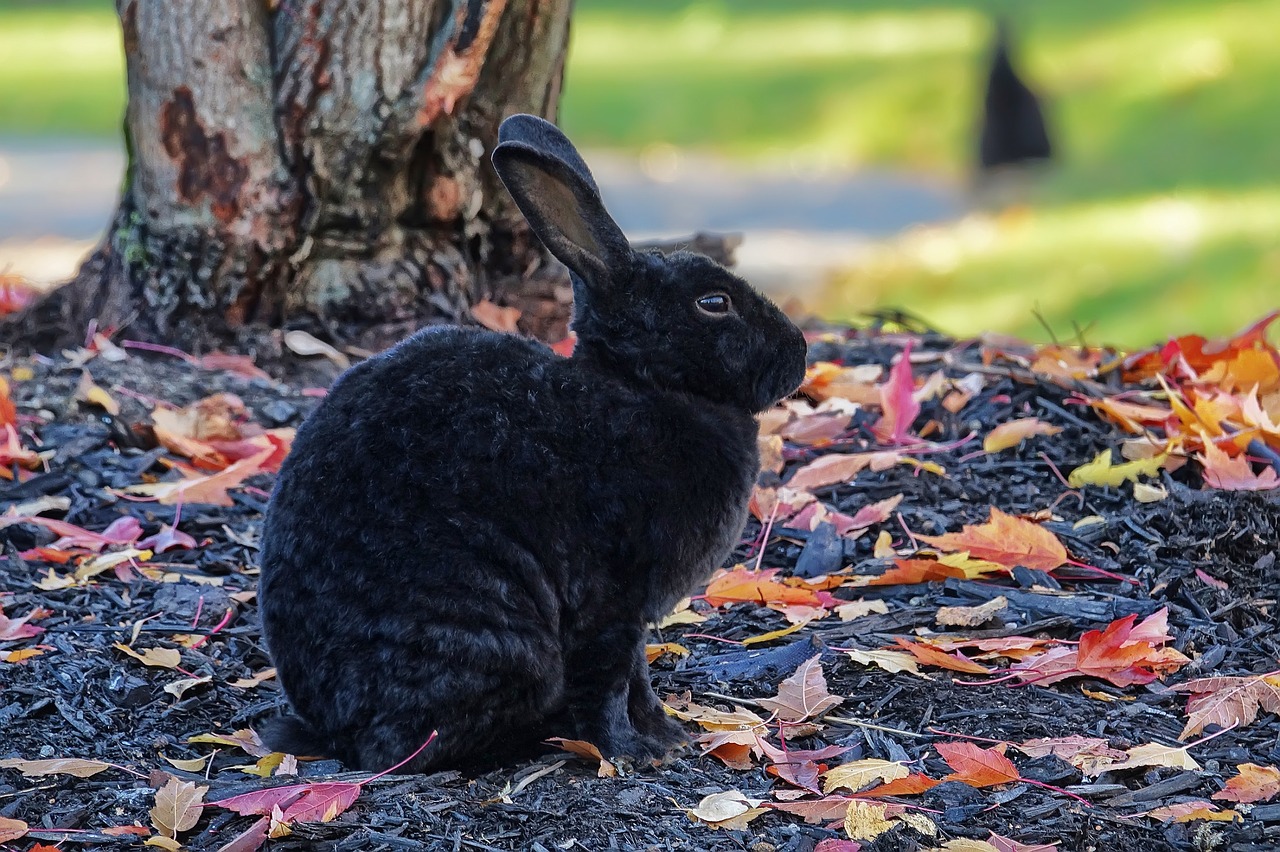 Image - rabbit bunny hare wildlife nature