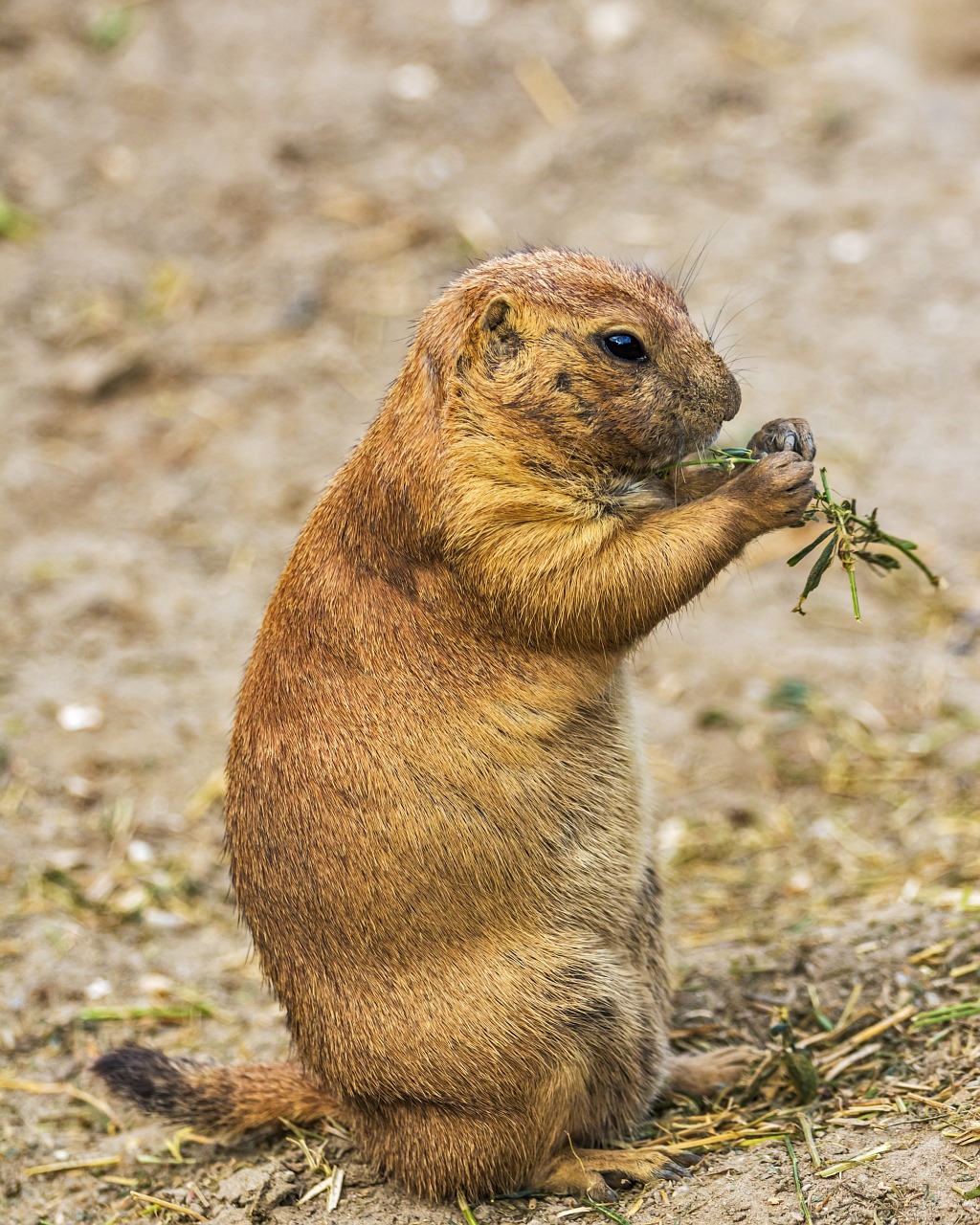 Image - prairie dog rodent animals cynomys