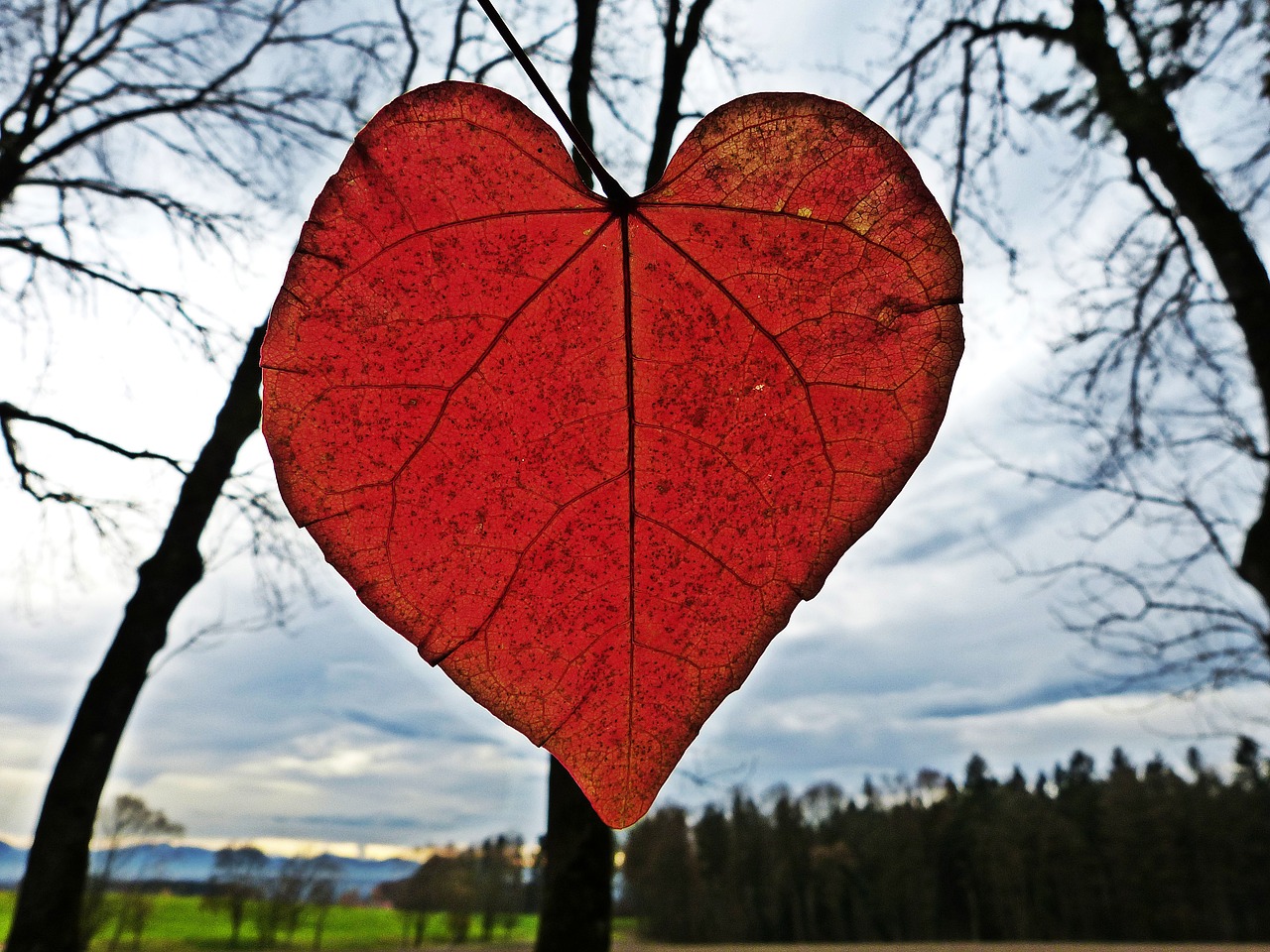 Image - leaf heart red autumn leaves