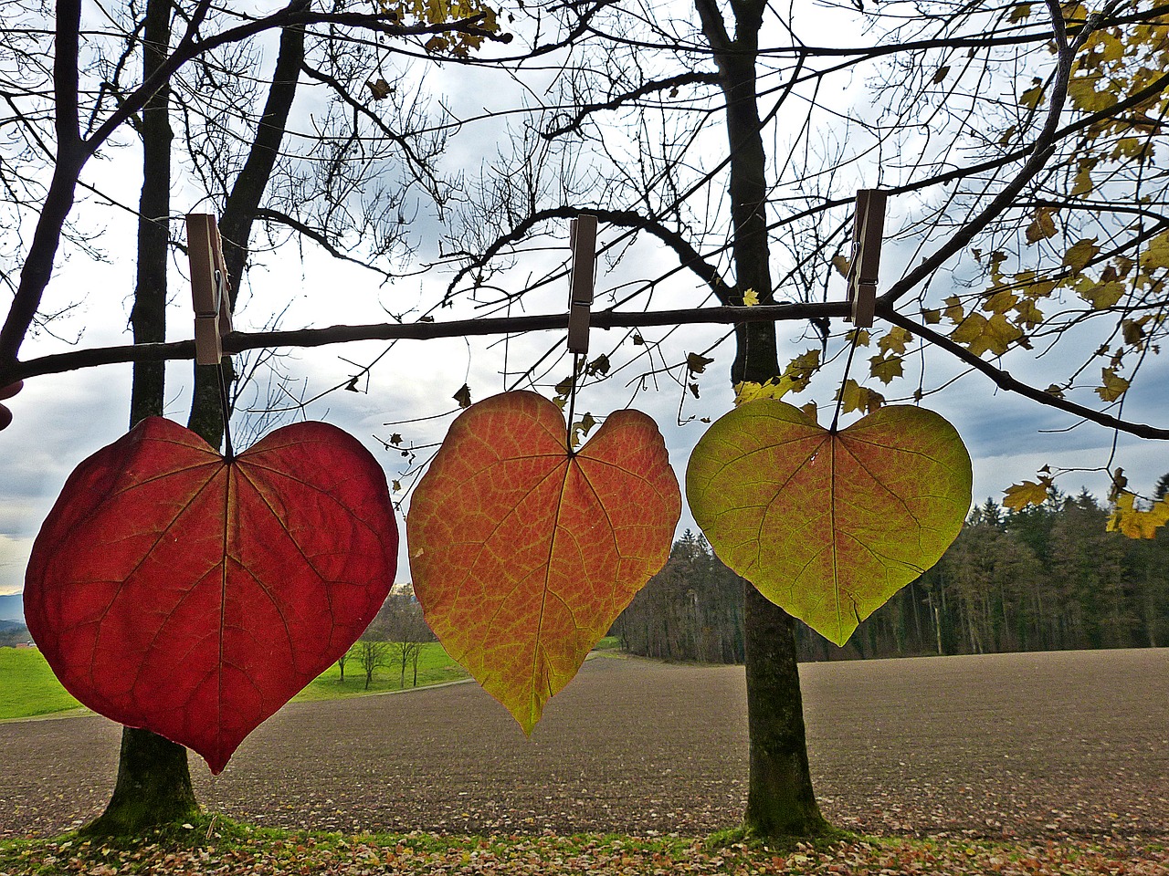 Image - leaves autumn colorful clamp