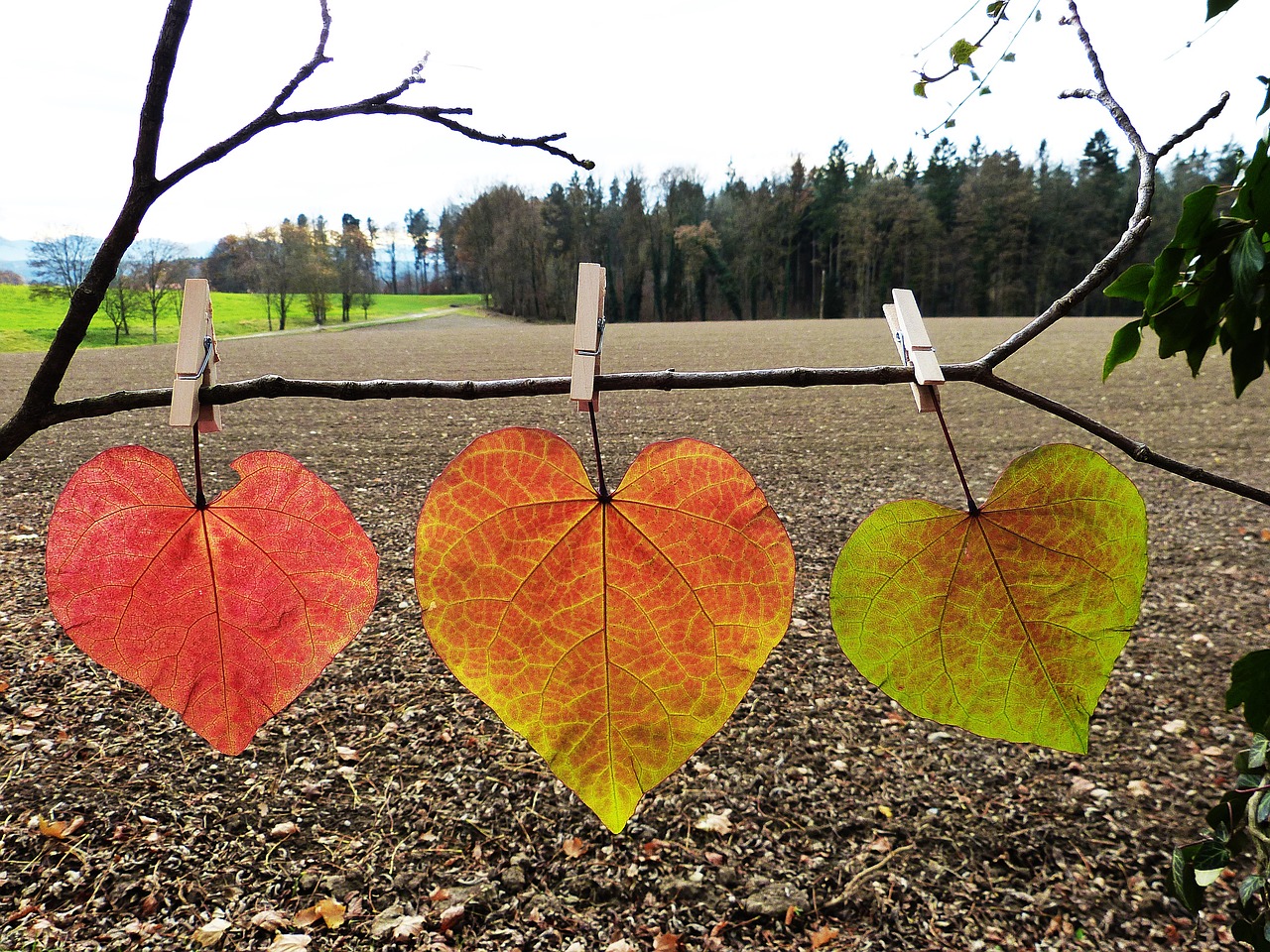 Image - leaves colorful autumn discolored