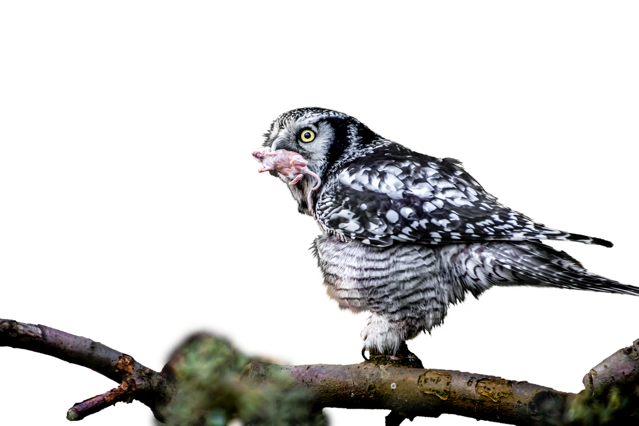 Image - owl eat hunt mouse raptor