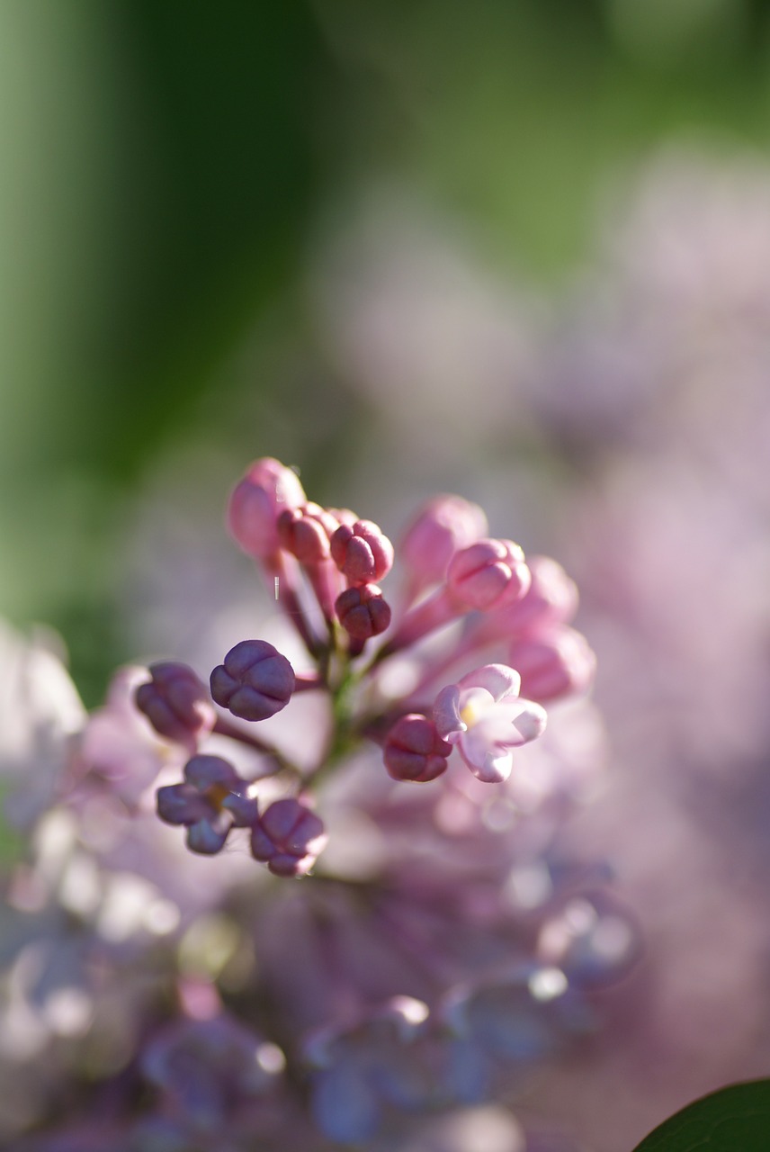 Image - nature bush lilac pink blossom