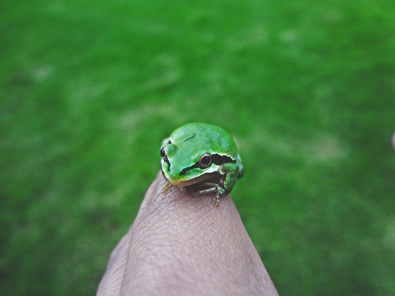 Image - amphibian animal close up frog