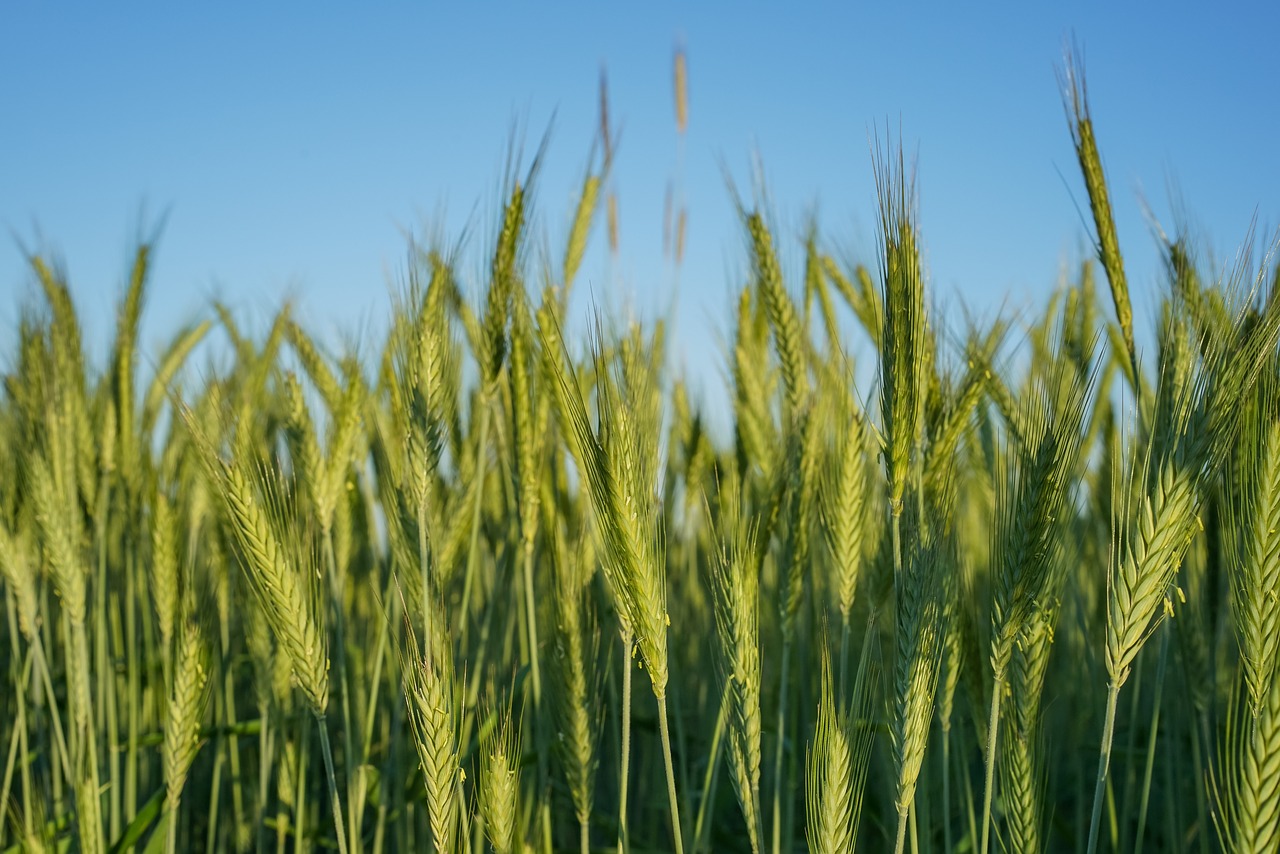 Image - agriculture barley crops farm