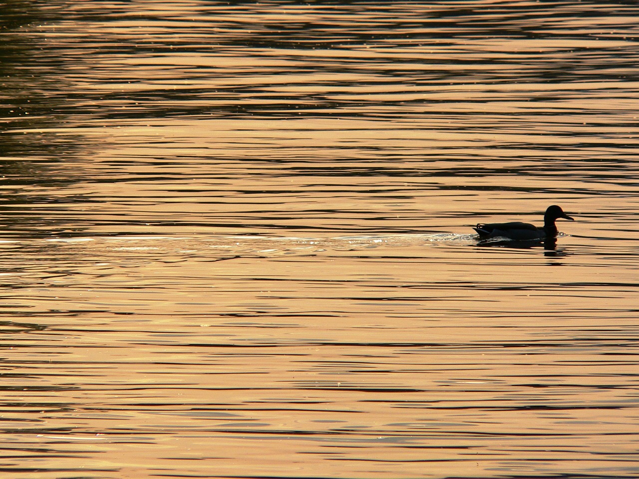 Image - duck danube sunset