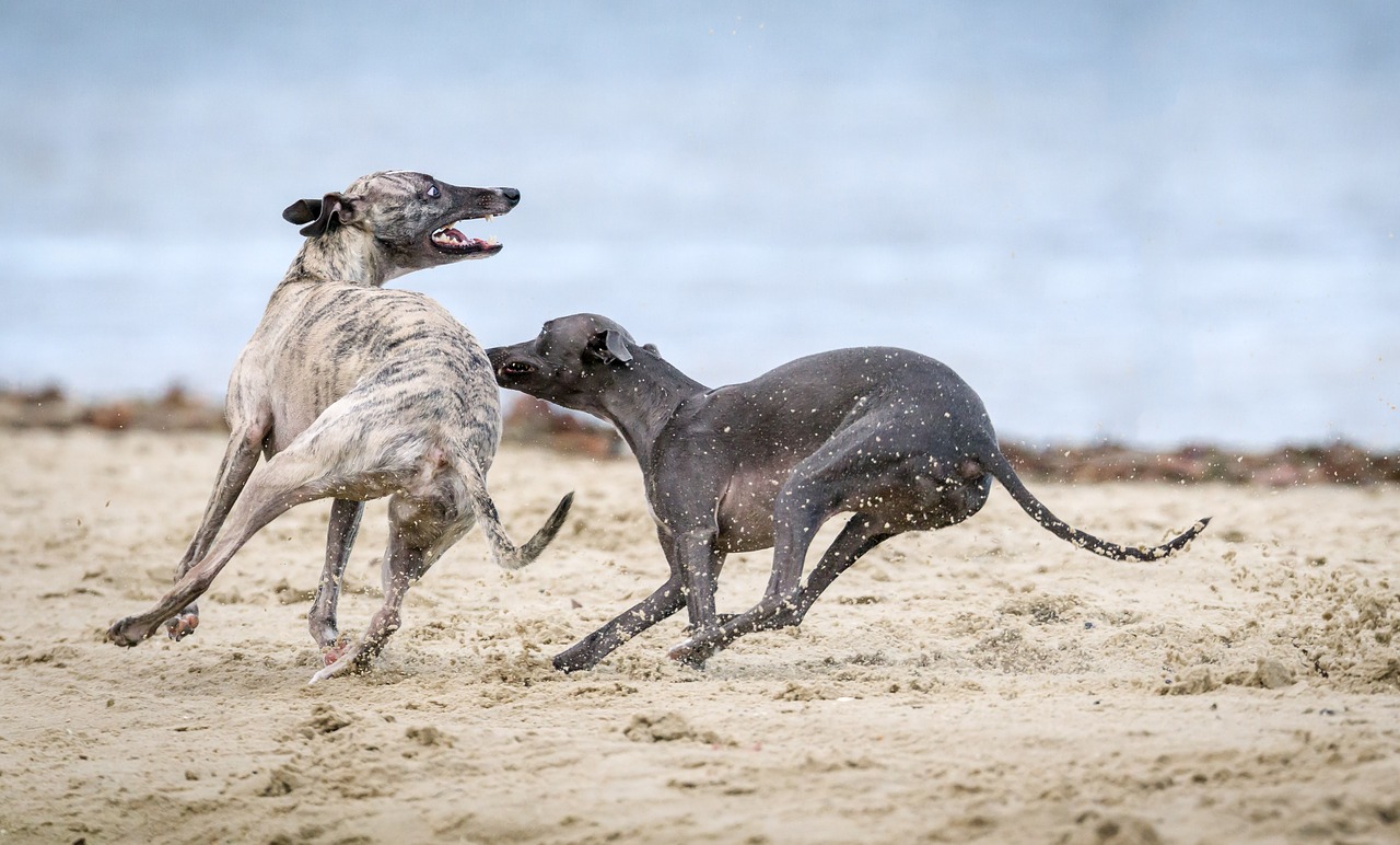 Image - animals canine dogs greyhounds