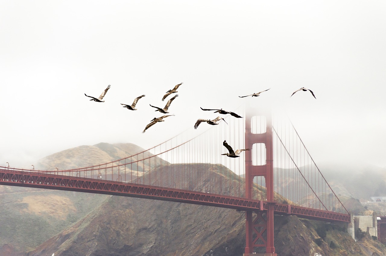 Image - birds bridge flight flock flying