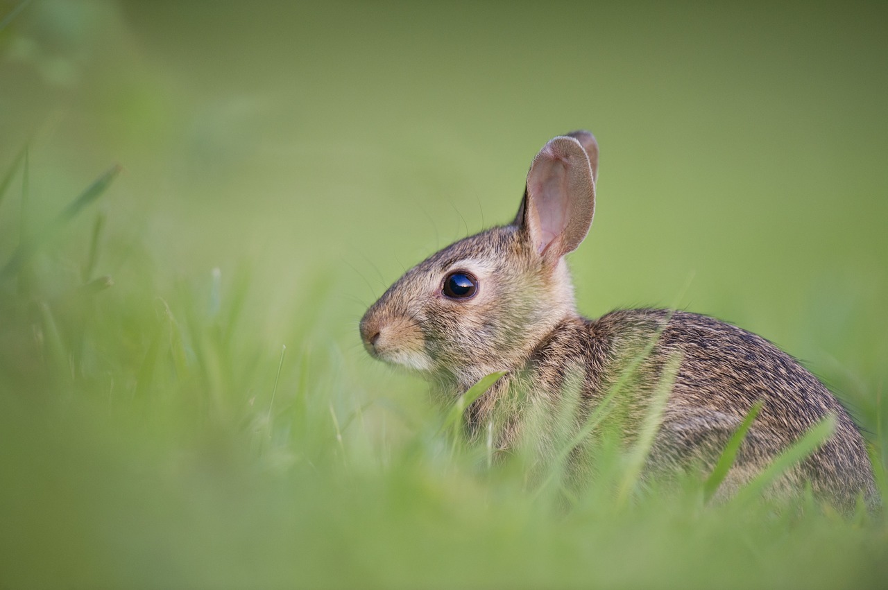 Image - adorable animal bunny cute grass