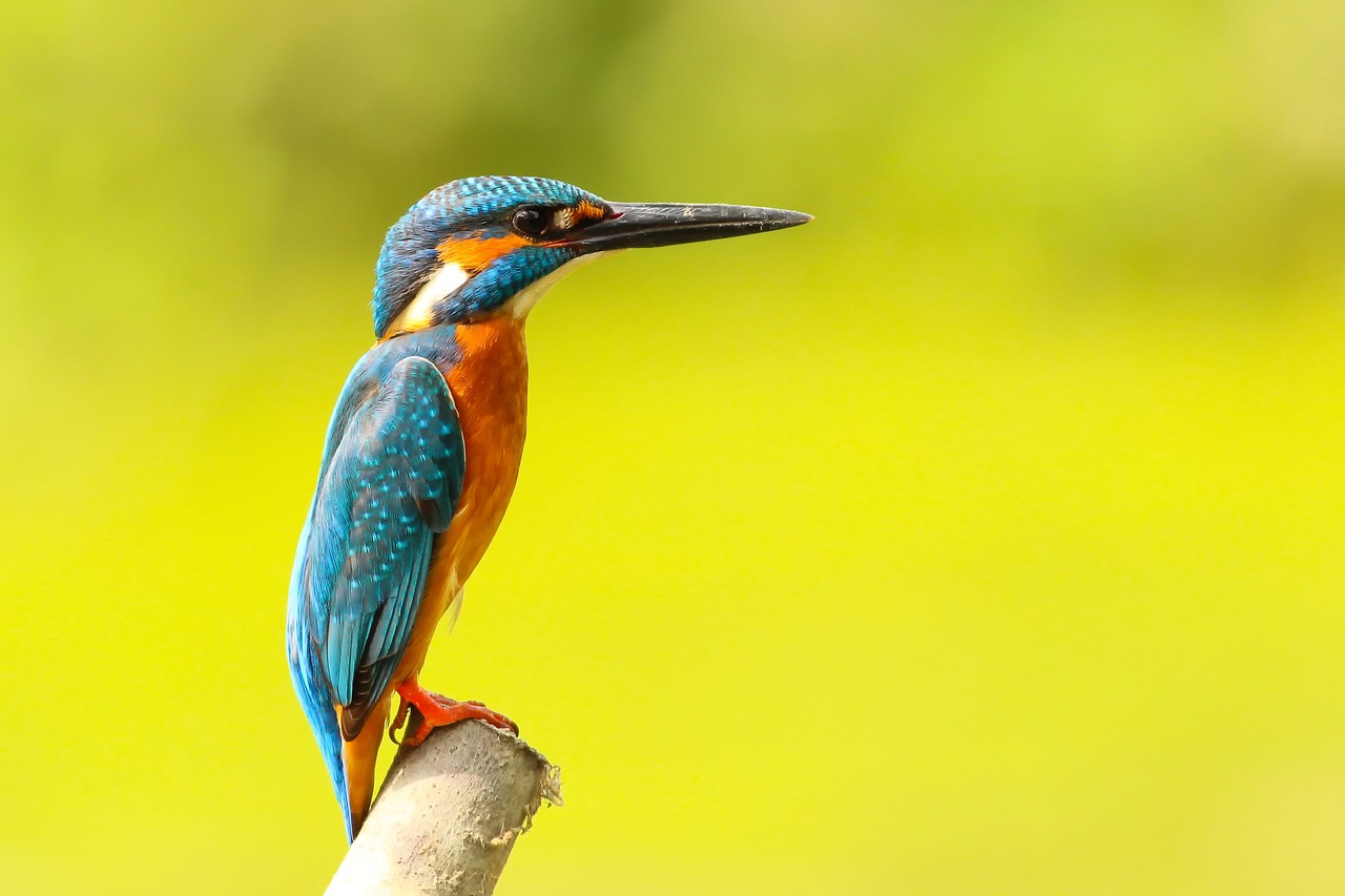Image - kingfisher animal avian beak bird