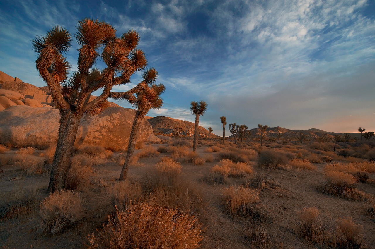 Image - arid barren boulders bushes cactus